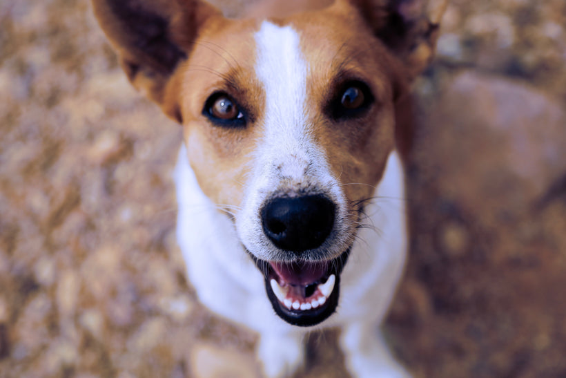 Prodotti per animali domestici